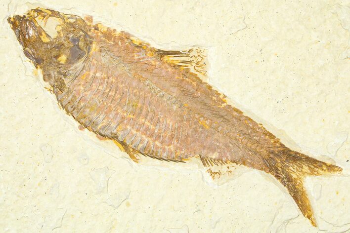 Detailed Fossil Fish (Knightia) - Wyoming #379531